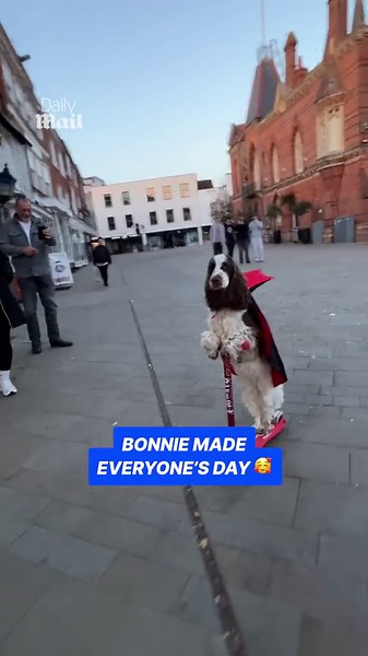 Adorable dog rocks 'spooky' vampire costume