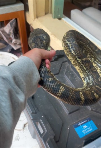 Removing a carpet python from my veranda because my family are sooks… maybe he just wanted to watch a little tv?! Also still in my pjs at noon - don’t judge. Haha #australia #python #aussielife #snakesoftiktok #fyp #carpetpython