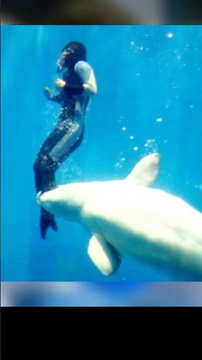 Heroic Beluga Whale That Saved A Diver's Life