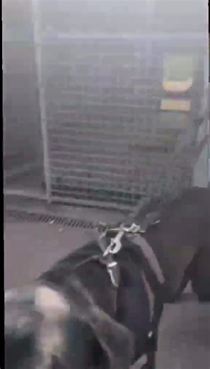 37K views · 1.2K reactions | From being carried back to his kennel...