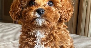 Exclusive Cavapoo Puppies For Sale | Premier Pups