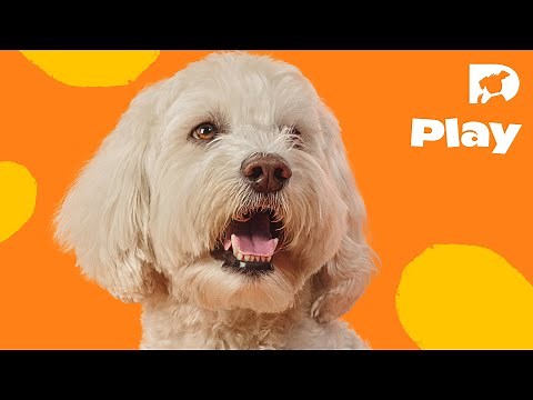 DOGTV Stimulation: Play