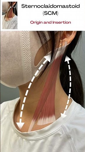 1. Sternocleidomastoid (SCM): Origin and Insertion