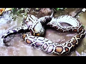 Crocodile vs Python: The Ultimate Wild Battle – Who Will Win?