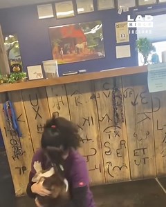 481K views · 27K reactions | Dog is so happy to be reunited with owner 凉 | LADbible Ireland | Facebook