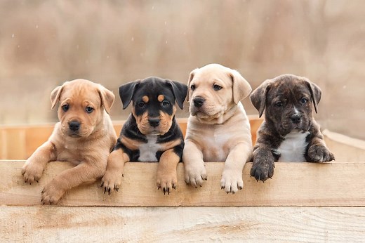 13 Ways to Find Free Puppies in Your Area for Adoption (2025)