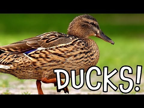 Ducks! Duck Facts for Kids and Toddlers
