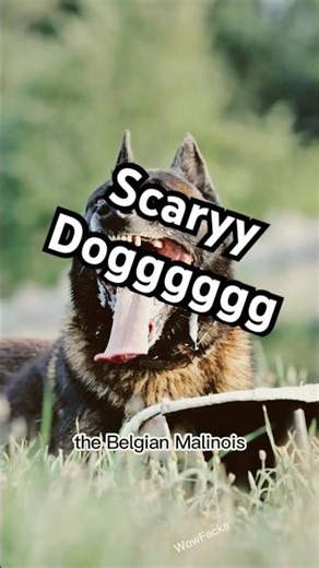 scarydoggggg #animal #facts #animals #scary #scarydog