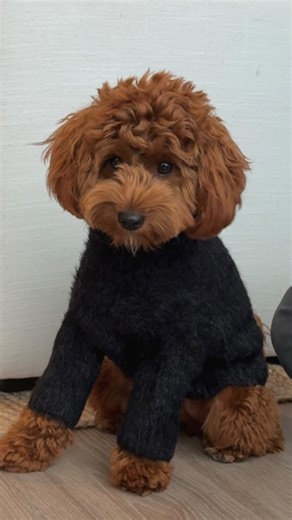 Lilo The Cockapoo on Instagram: "when your dog has a better wardrobe than you😅 our puppy Lilo is fully out here serving looks with these new @furb.co outfits… which one is your favorite? comment “outfits” below for the 🔗 sent to your DMs! Lilo is 9lbs and is wearing a XXS in the collar and all outfits except for the red striped vest (XS)! #cutestpuppies #cockapoos #cockapooclub #cockapooworld #cockapoopup #cockapoolovers #cutecockapoo #puppyofinsta #adorabledogs #minicockapoo #furb #teamfurb"