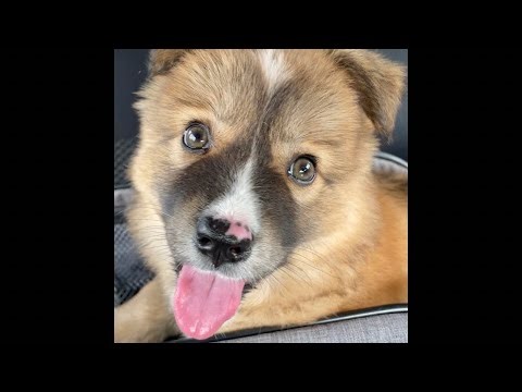 新しくレスキューされた2匹の子達をじっくりとご紹介💖里親さまは決まったの？💦