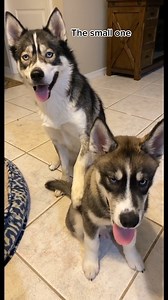GUESS Who is guilty! (Hilarious Huskies) #huskylovers #puppyvideos #huskyvideos #dogsofinstagram #dogsofinsta #dogfamegroup #huskiesofinsta #huskiesofig #huskysiblings #dog #huskylife #husky #huskies | The Moriarty Family