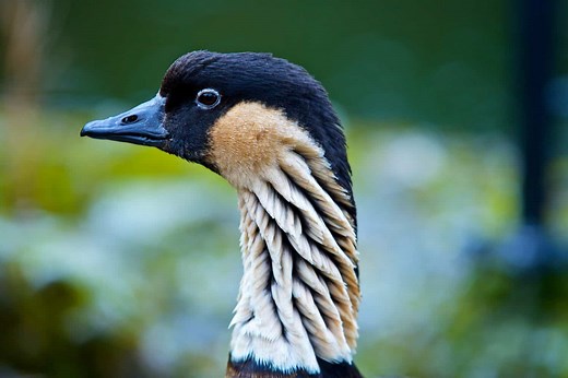 Hawaiian Goose (Nene)
