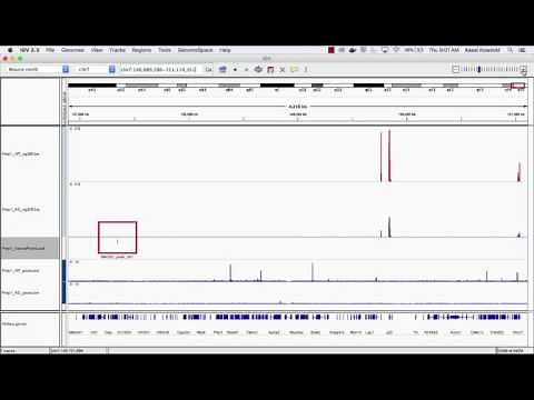 Visualization in IGV