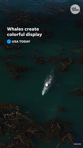 49K views · 656 reactions | Incredible view from above: Pacific gray whales create beautiful rainbows with their spouts. | USA TODAY | Facebook