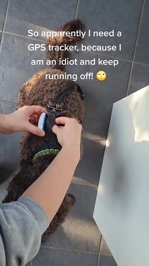 #tractive #dogsofinstagram #dogcare #cockapoo