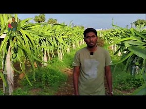 How to Grow Dragon Fruit at Home | Watering, Support & Growth Tips