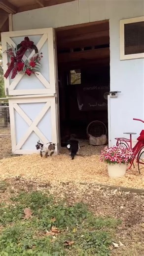 The jumping lambs are the cutest. #A lively and lovely little lamb. #The little cuties on the grassland. #So cute that it’s explosive. #What bad thoughts could little animals have? #Little lamb. #Cute and adorable pets. #Farm Diary.