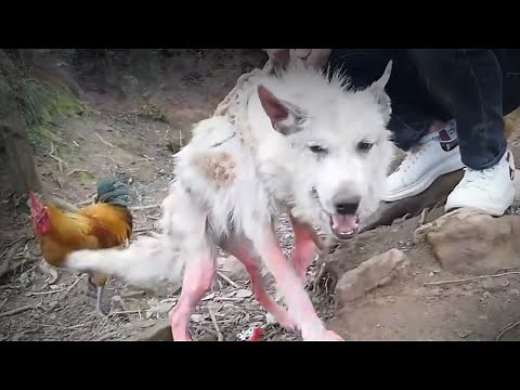 From Abandoned to Adored: Heartbreaking Dog Rescue Stories That Will Restore Your Faith in Humanity