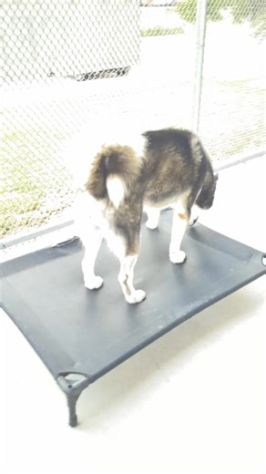 2K views · 35 reactions | ADOPTED! King Bluey is still waiting for a...