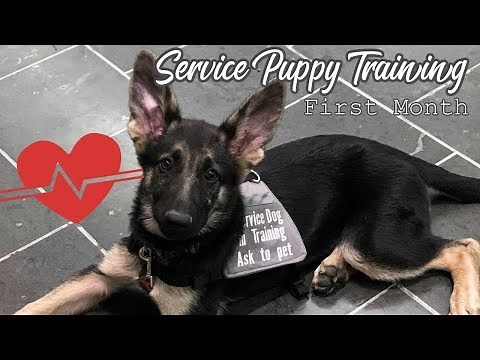 Puppy's First Month of Service Dog Training