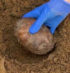 66K views · 108 reactions | Turtle Shell Find | 5-Minute Crafts Play | Facebook