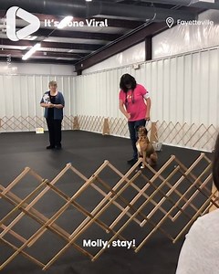 This pup's debut in an obedience competition DID NOT go well... 😂👏🏼 ViralHog | IGV