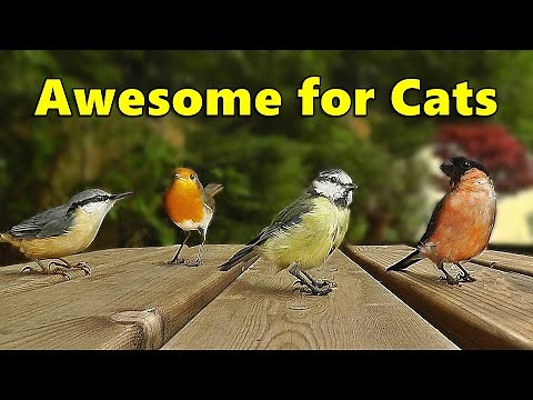 Cat TV - AWESOME Chirping Birds and Sounds for Cats to Watch and Enjoy ⭐ 8 HOURS ⭐