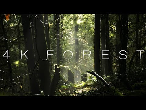 4K Forest - Cinematic Forest - 4K Nature Video Ultra HD