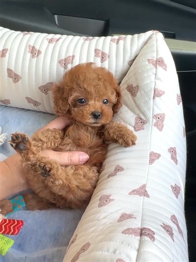 14 reactions |  STOP SCROLLING! What if I told you… you can adopt a Mini cockapoo puppy for FREE?  Yes, you read that right—these cuties are looking for forever homes ✨ All you cover is a small delivery fee.  Comment “PUPPY” or DM us now before they’re gone! ⸻ @everyone Hashtags: #FreeAdoption #MiniGoldendoodle #GoldendoodleForAdoption #PuppyAdoption #AdoptDontShop #GoldendoodleLove #ViralPuppy | Cockapoo puppies for Adoption and Rehoming | Facebook