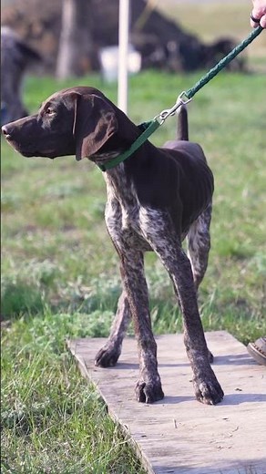 How To Train A Versatile Hunting Dog