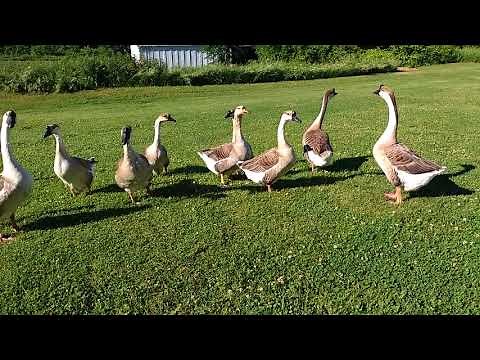 Geese vs. Snake