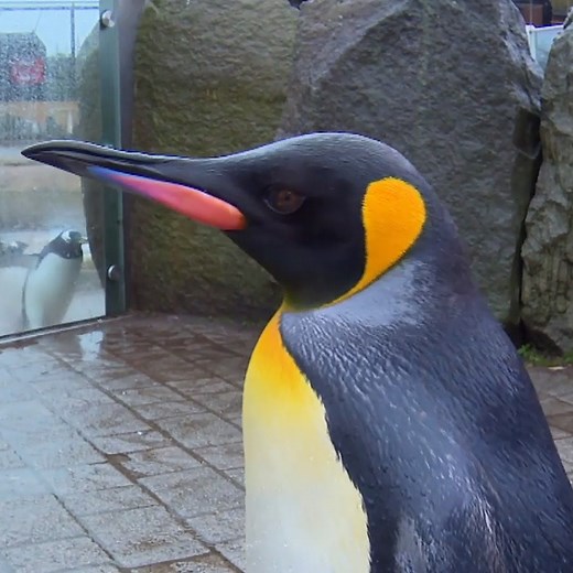 Edinburgh Zoo is home to a knighted penguin - Brigadier Sir Nils Olav III! 🐧 | BBC Scotland