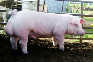7 BEST Pig Breeds for Profitable Pig Farming