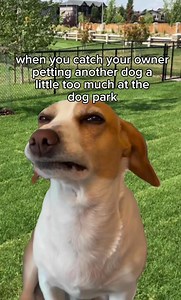 1.8K views · 29 reactions | betrayal  | DogPack | Facebook