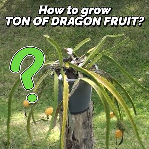 1M views · 6.9K reactions | 5 Tips To Grow Dragon Fruit At Home! | Self Sufficient Me | Facebook