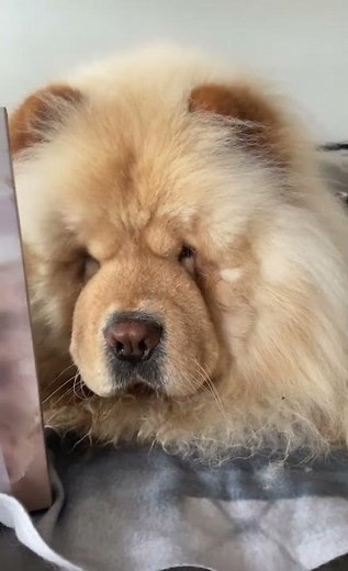 Chows new Style. you KIDDING me?? too cute.