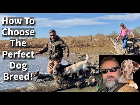 How To Choose The Perfect Dog Breed | In Depth Conversation & Comparison