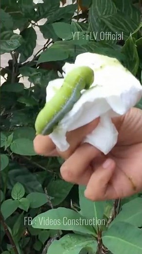 Scary Big Worm on Jasmine Tree | FLV Official | Ep 02