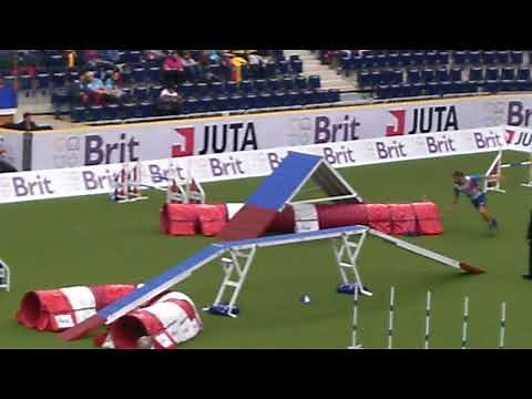 2017 AWC Large Team Agility - Italy, Australian Cattledog