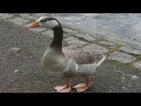 Goose Sounds