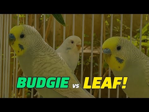 They thought it was a snack… but it turned into a full-blown budgie drama 🍿🐦 #BirdLife