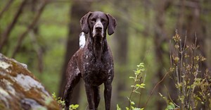 English Pointer vs German Shorthaired Pointer: What’s the Difference?