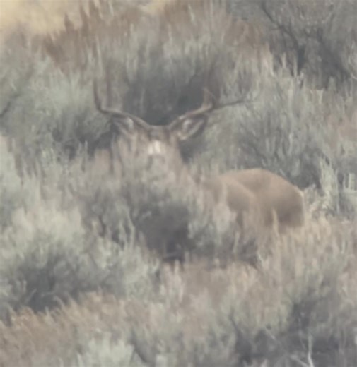 Here one we spend hours stalking and couldn’t finish.. love the rut and migration! …”MORE”.. | Okanogan Valley Guide Service