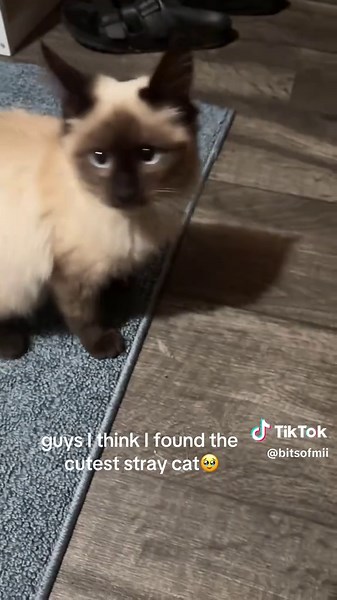 Neutering and Feeding a Cute Stray Siamese Cat