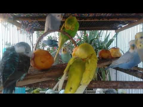 🤣 Funny Budgie Reactions 🐤💚 – Laugh & Enjoy 💖 #funnybirds #budgie #laugh #cute #happy