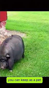 Pot-Bellied Pig 🐷: The Quirky and Lovable Choice for a Family Pet!