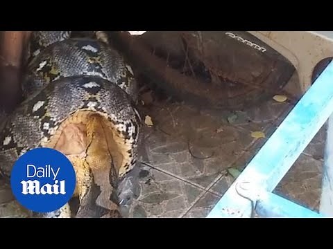 Horrifying moment a huge python attacks a family's pet cat