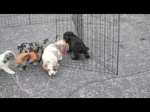 Cockapoo Puppies For Sale