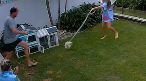 A 12-year-old Australian girl fearlessly rescues her pet guinea pig from being eaten by a python in her backyard. | USA TODAY Video