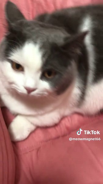 Engaging Cat Sounds to Attract Your Feline Friend